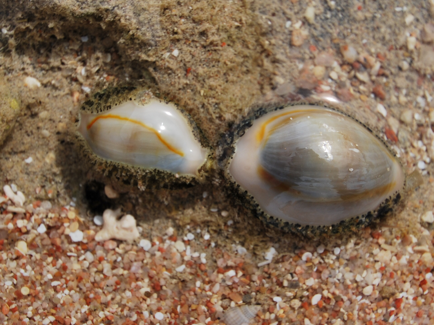 "Zweisamkeit" im Roten Meer