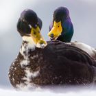 Zweisamkeit im Schnee