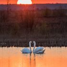 Zweisamkeit im Sonnenuntergang