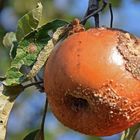 Zweisamkeit vor dem Winter