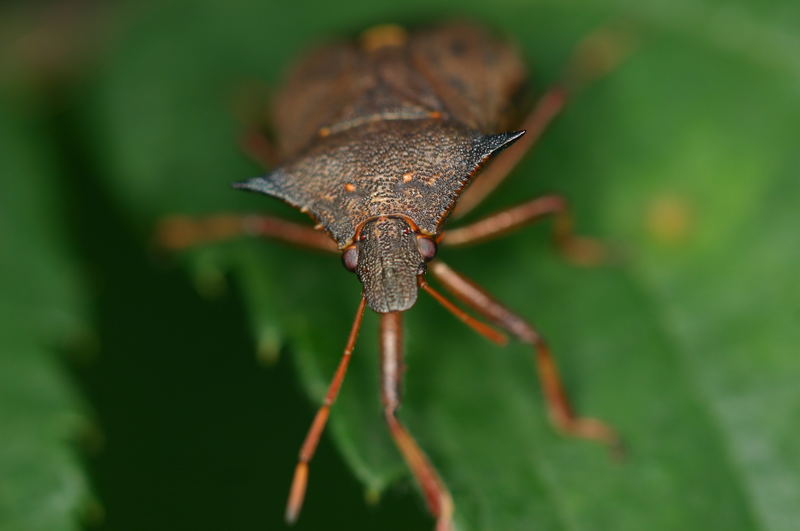 Zweispitzwanze Picromerus bidens