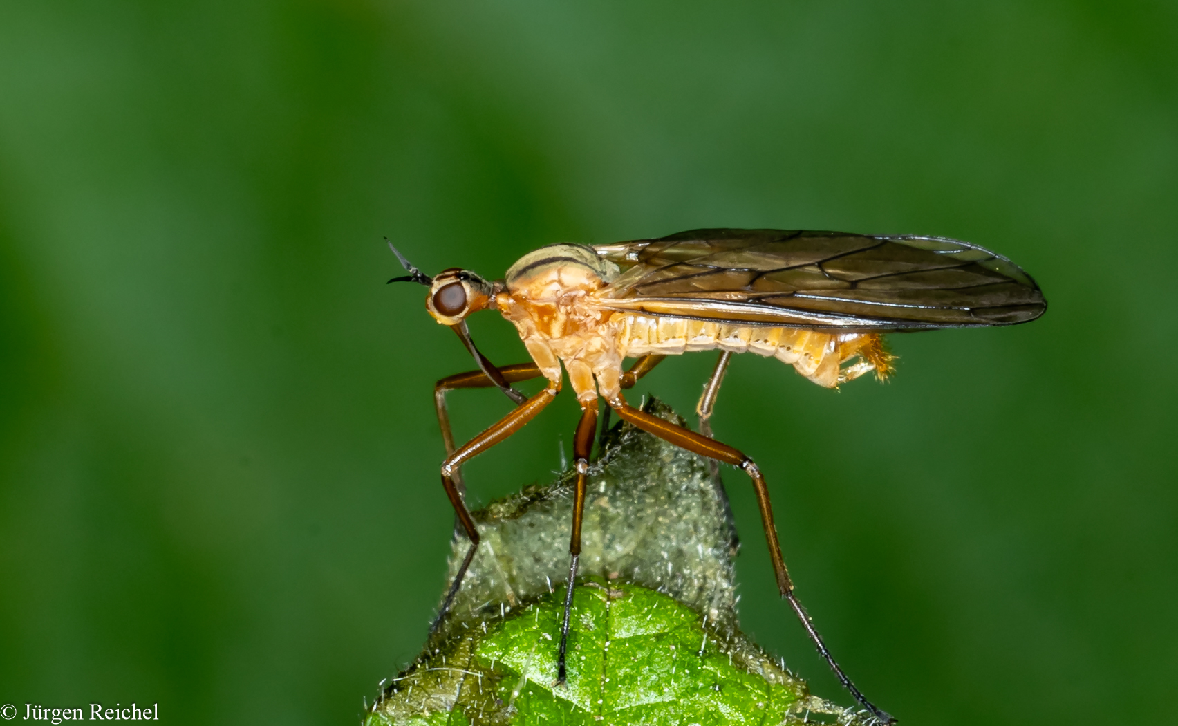 Zweistreifen Tanzfliege (Empis digramma) 