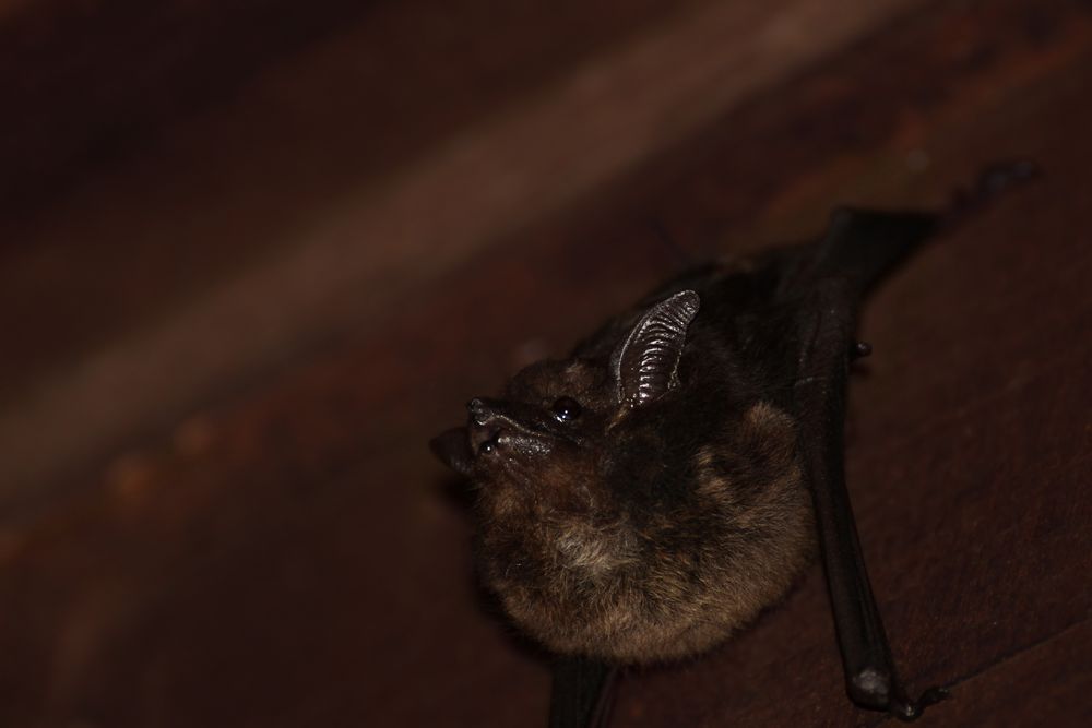 Zweistreifenfledermaus