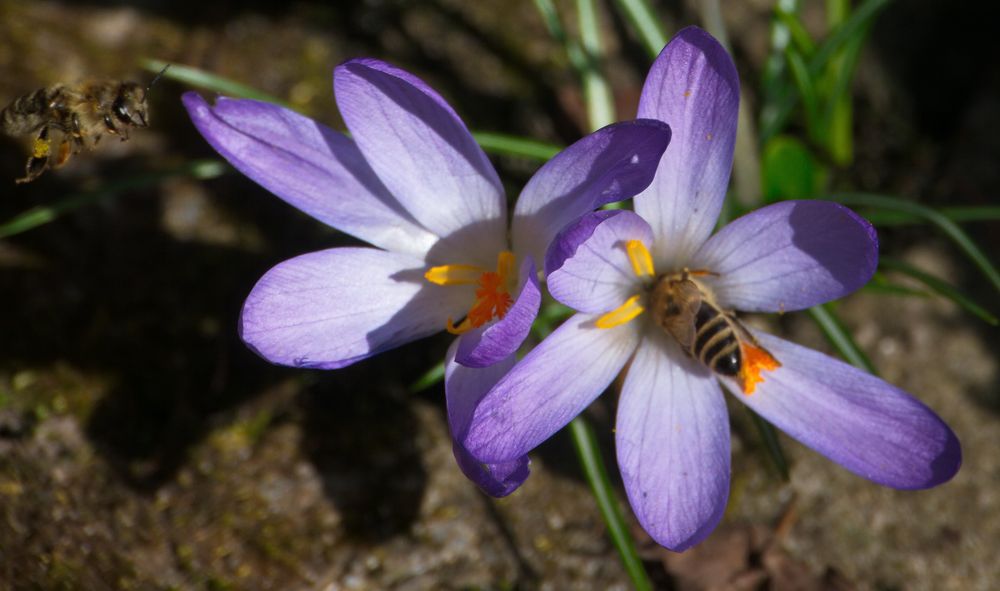 Zweite Biene im Anflug