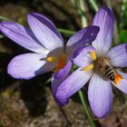 Zweite Biene im Anflug