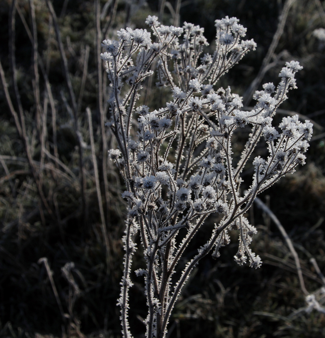 - Zweite Blüte -