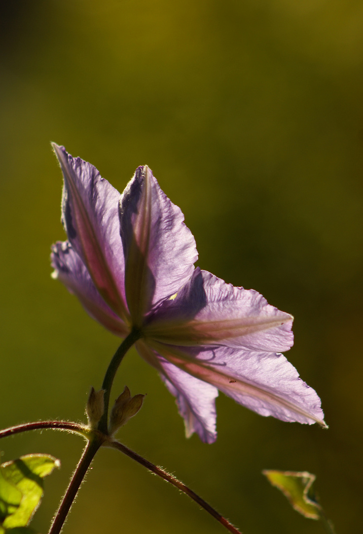 Zweite Blüte