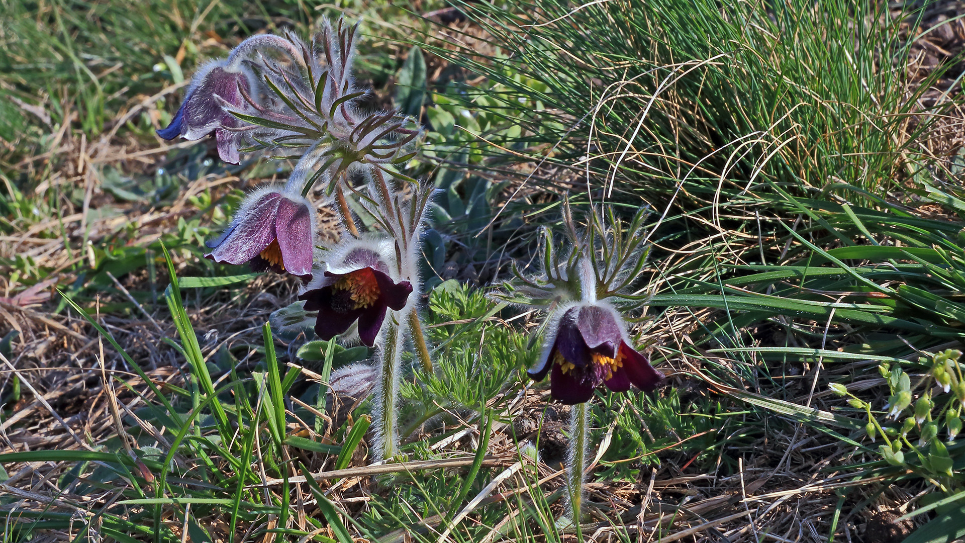 Zweite kostbare Böhmische Küchenschelle, Pulsatilla pratensis bohemica...