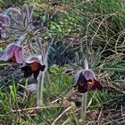 Zweite kostbare Böhmische Küchenschelle, Pulsatilla pratensis bohemica...