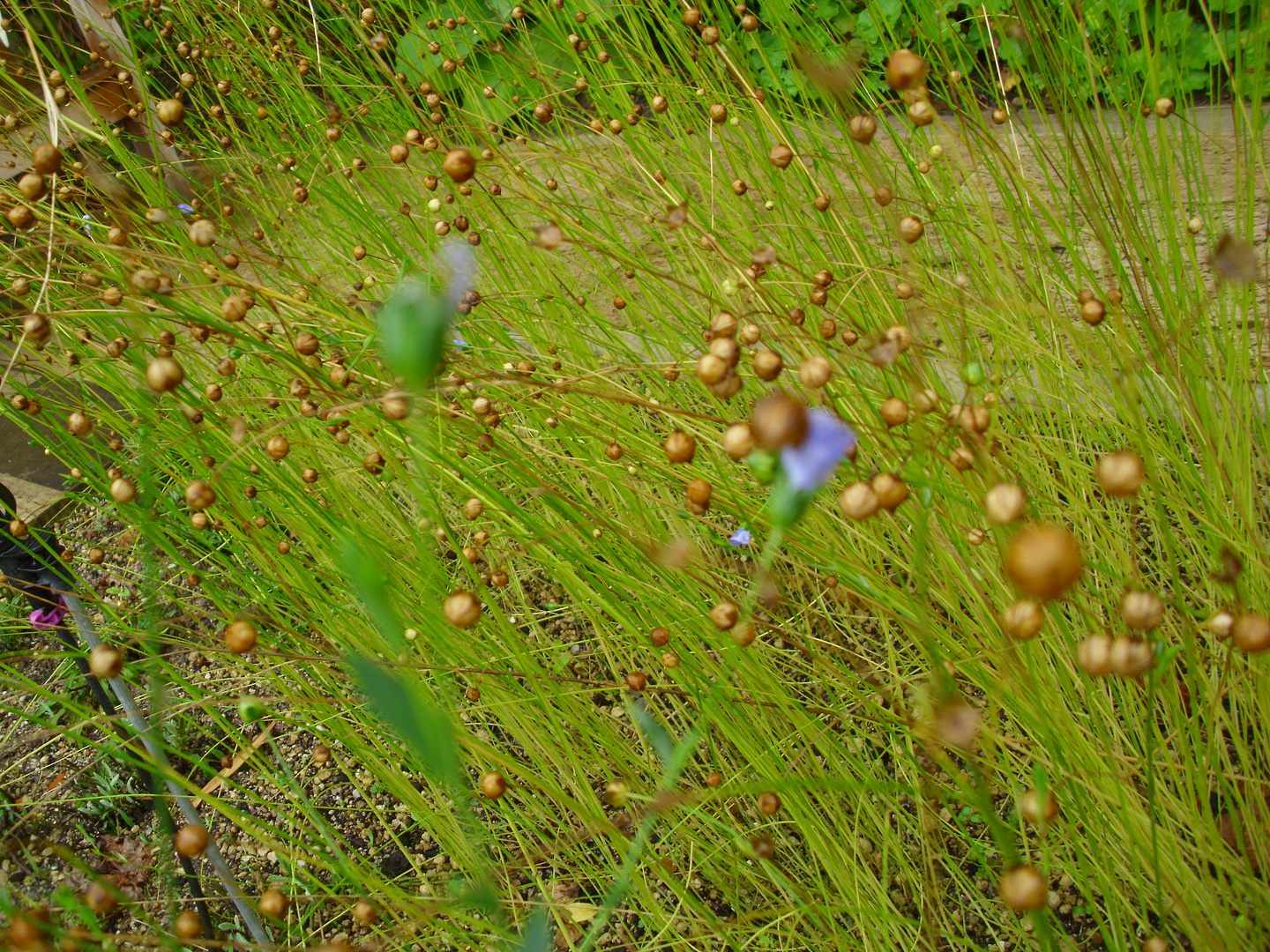 zweite Kugeln des Urknalls