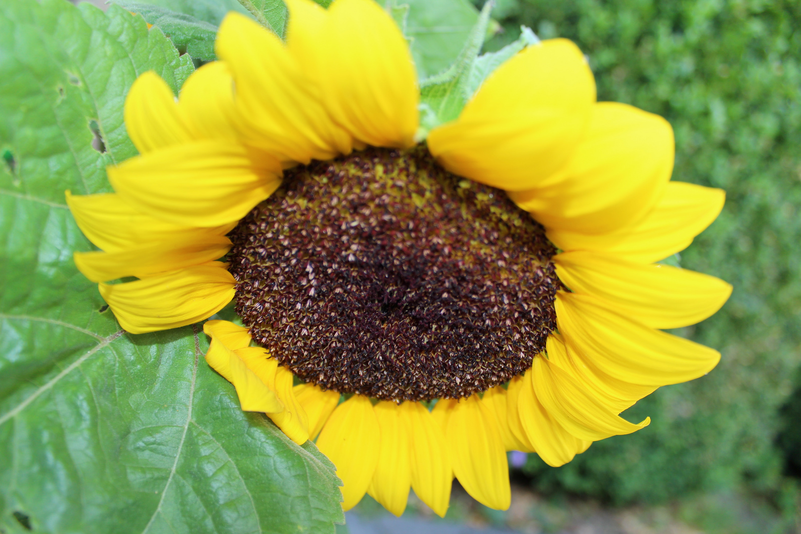 zweite Perspektive der Sonnenblume
