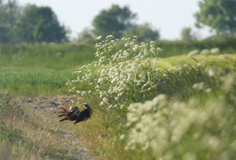 Zweiter Anlauf auch bei den Rohrweihen