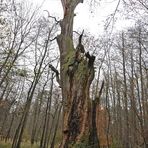 Zweiter Besuch beim „Alten Ludwig“ 2014: Da stand der Dicke immer noch 01