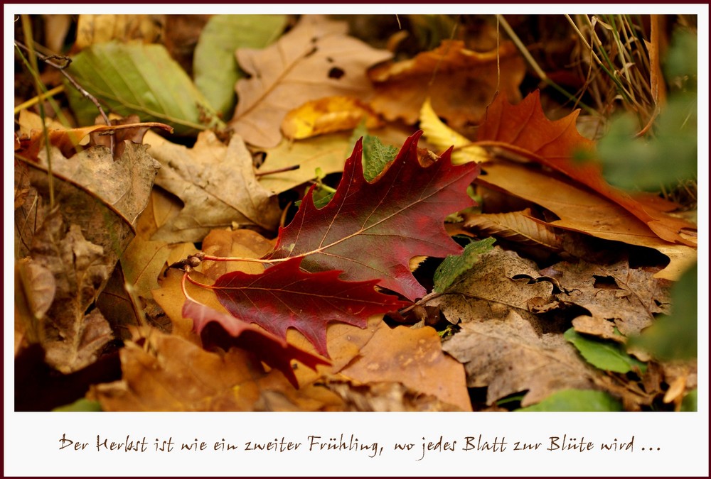 Zweiter Frühling ??