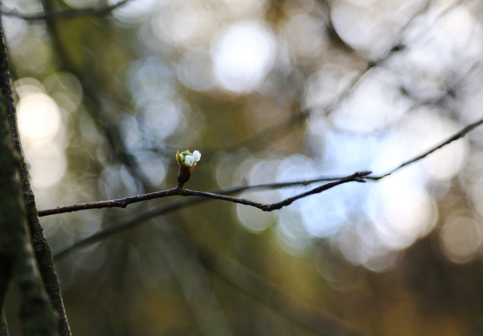 Zweiter Frühling