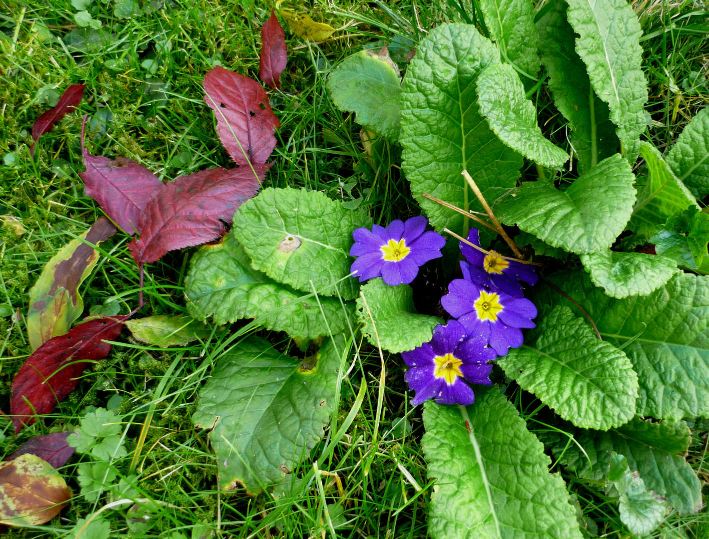 Zweiter Frühling