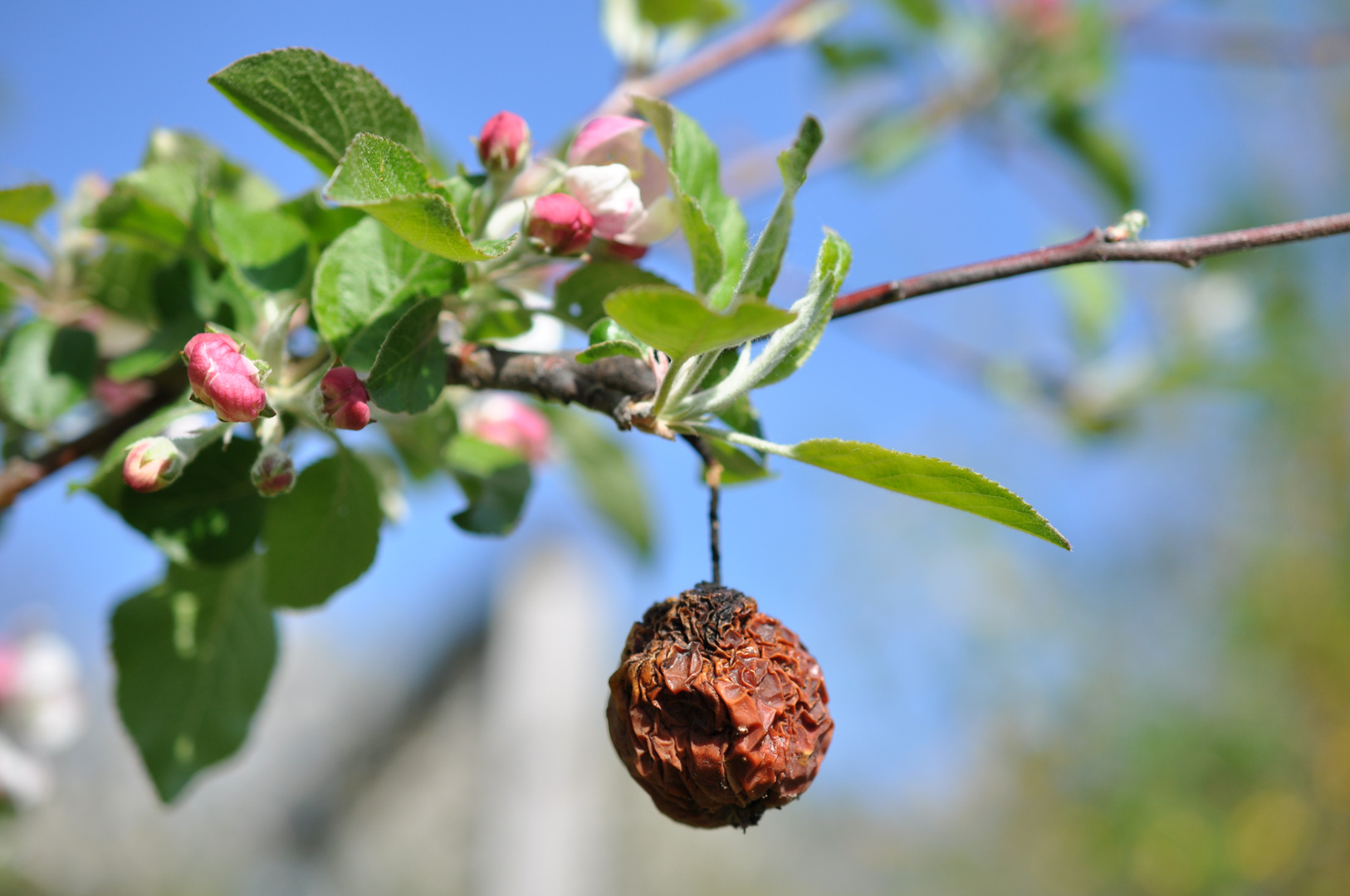 zweiter Frühling