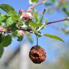 zweiter Frühling