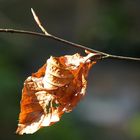 zweiter Frühling