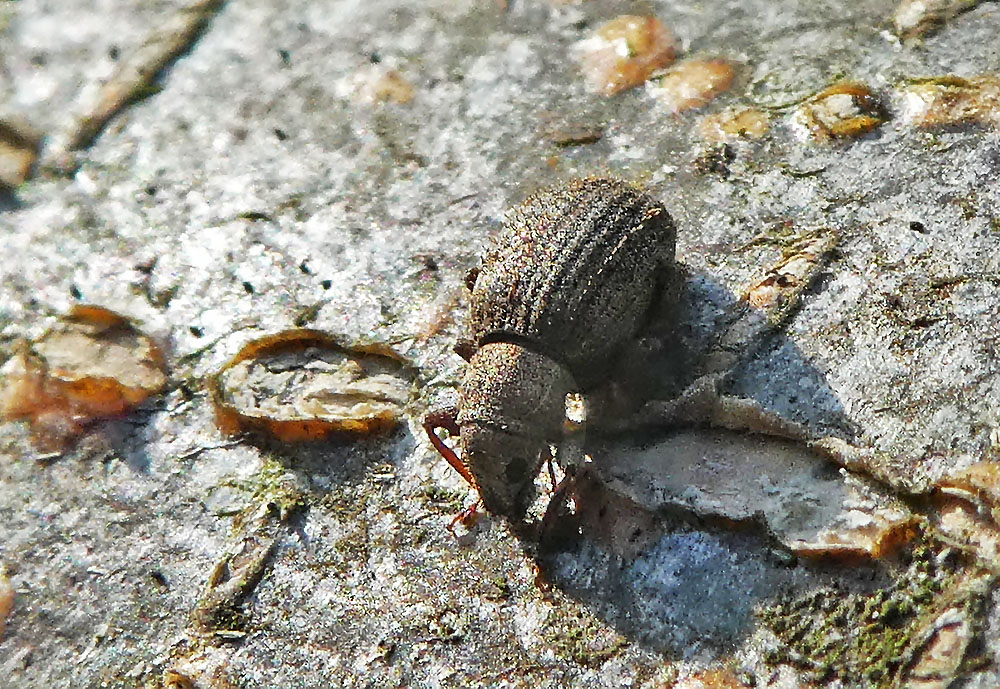 zweiter Käfer in diesem Jahr ...ein Rüsselkäfer