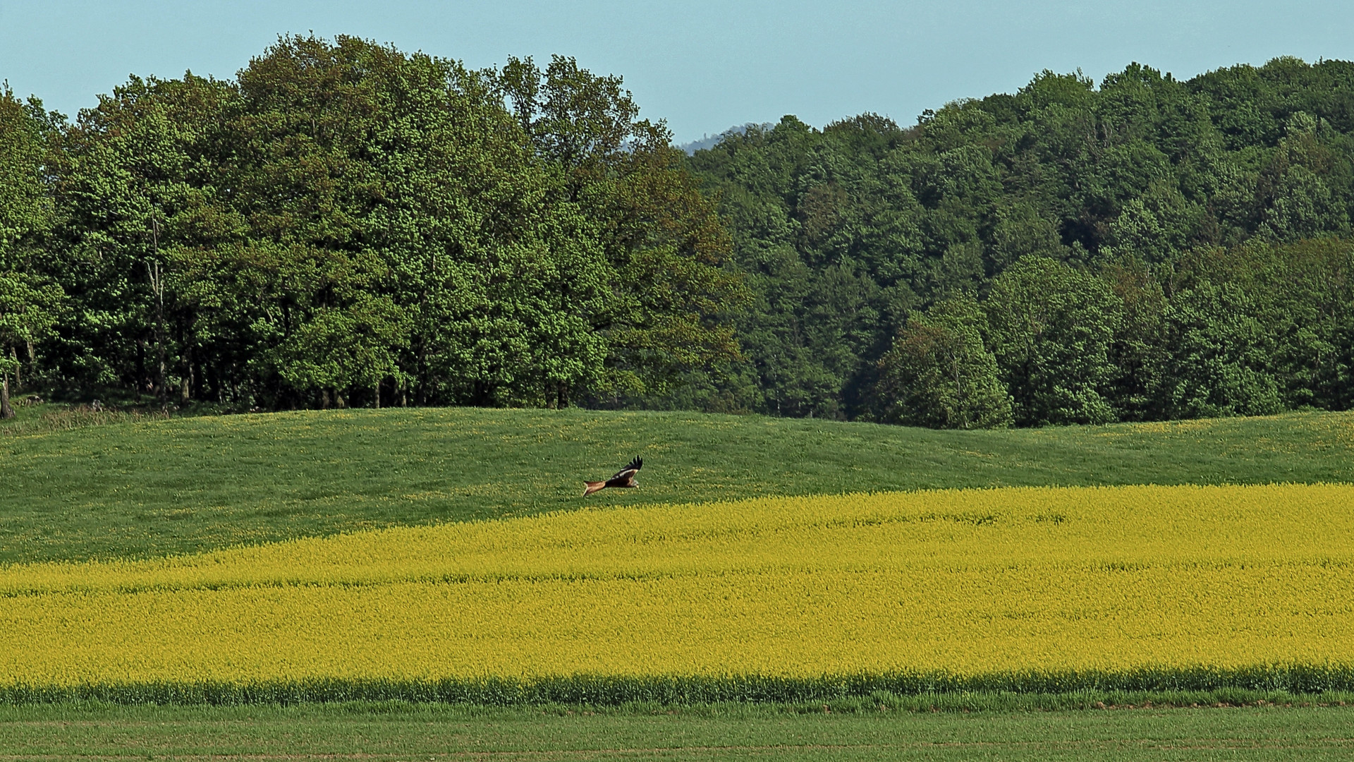 zweites Flugbild des Greifes