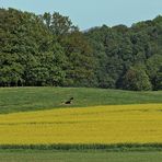 zweites Flugbild des Greifes