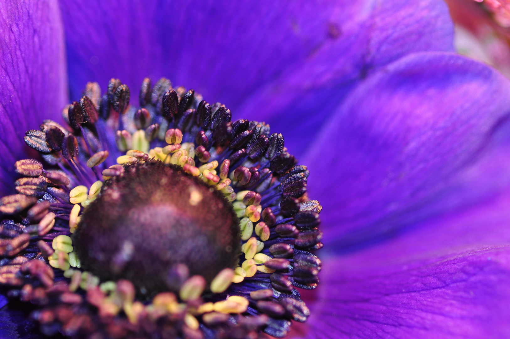 zweites "Stückchen" Blumenstrauß