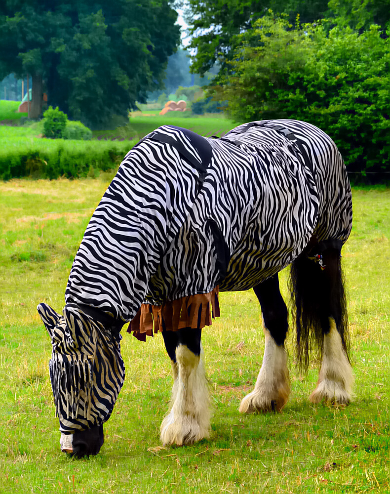 Zweitjob: Zebra