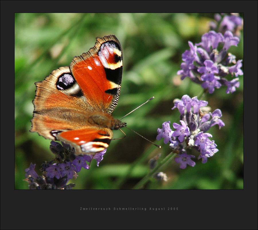 Zweitversuch Schmetterling August 2005