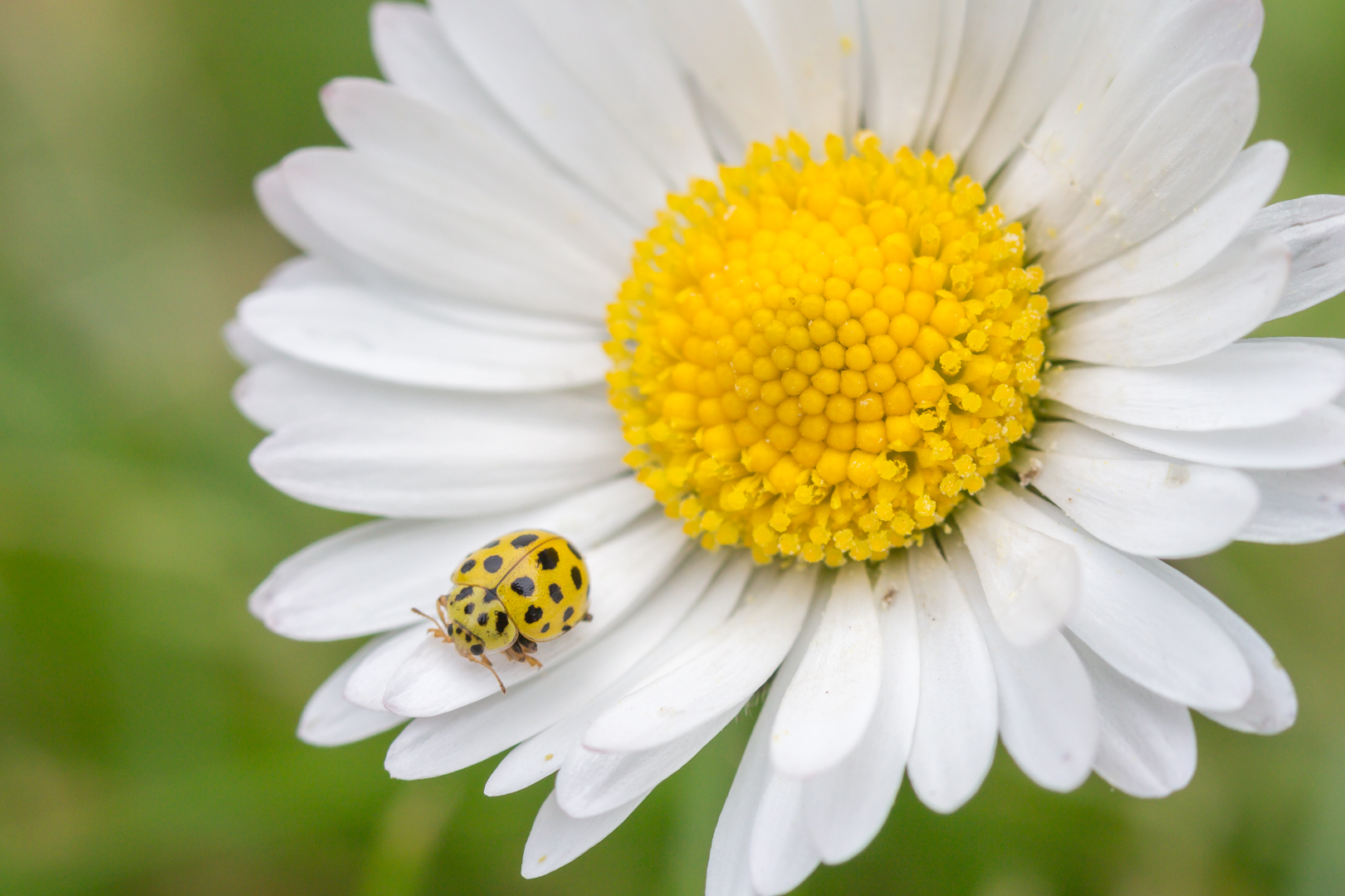 Zweiundzwanzigpunkt auf Gänseblümchen