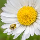 Zweiundzwanzigpunkt auf Gänseblümchen