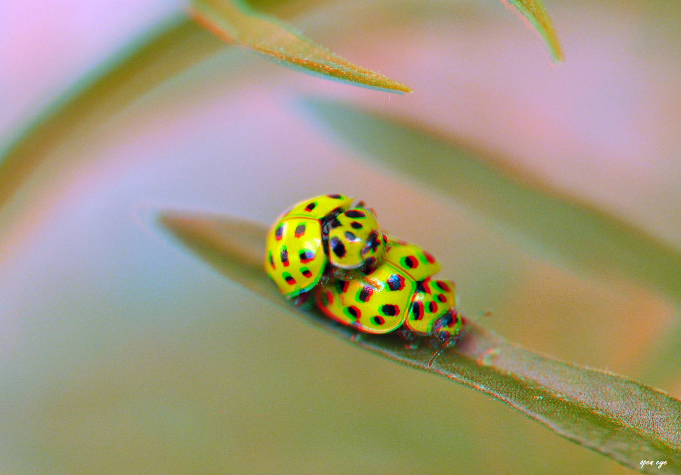 Zweiundzwanzigpunkt - Marienkäfer  - Anaglyphen