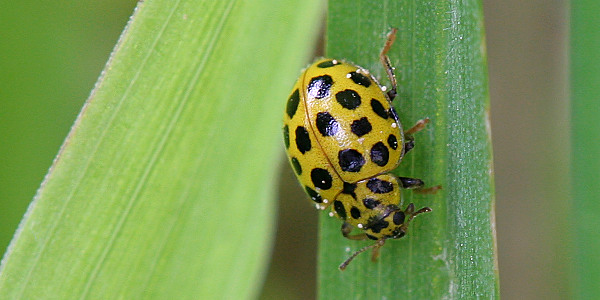 Zweiundzwanzigpunkt Marienkäfer