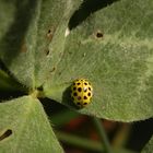 Zweiundzwanzigpunkt-Marienkäfer (Psyllobora vigintiduopunctata)