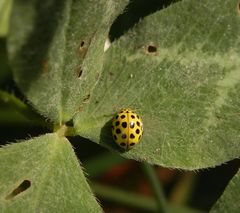 Zweiundzwanzigpunkt-Marienkäfer (Psyllobora vigintiduopunctata)