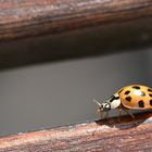 Zweiundzwanzigpunkt-Marienkäfer (Psyllobora vigintiduopunctata)