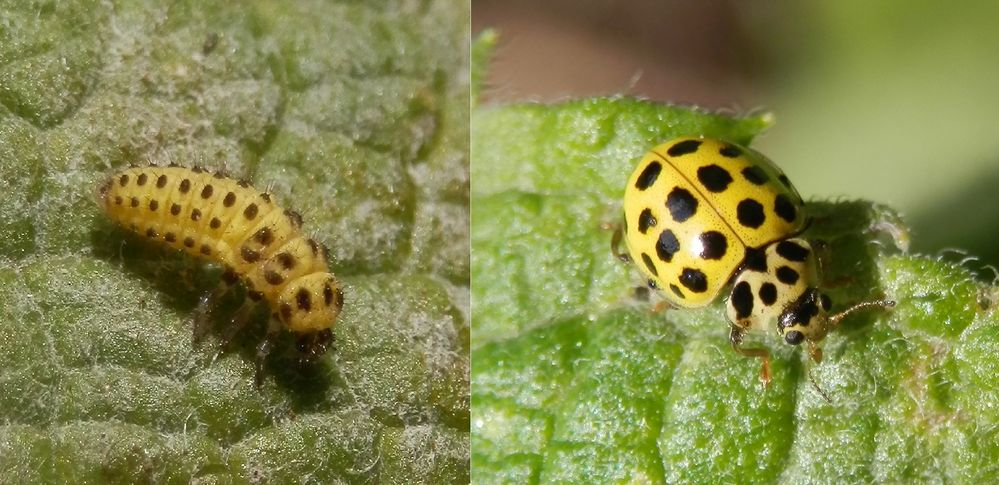 Zweiundzwanzigpunkt-Marienkäfer (Psyllobora vigintiduopunctata) - Larve & Imago