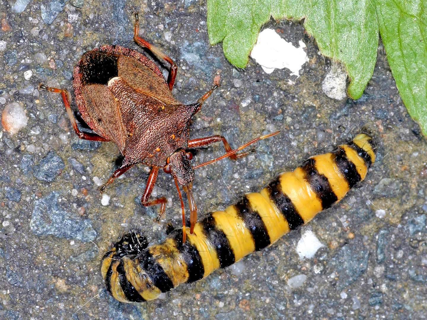 Zweizähnige Dornwanze oder Zweispitzwanze (Picromerus bidens)....