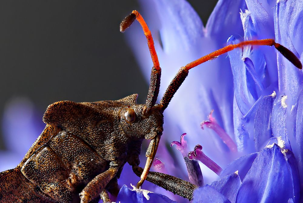 Zweizähnige Dornwanze (Picromerus bidens)