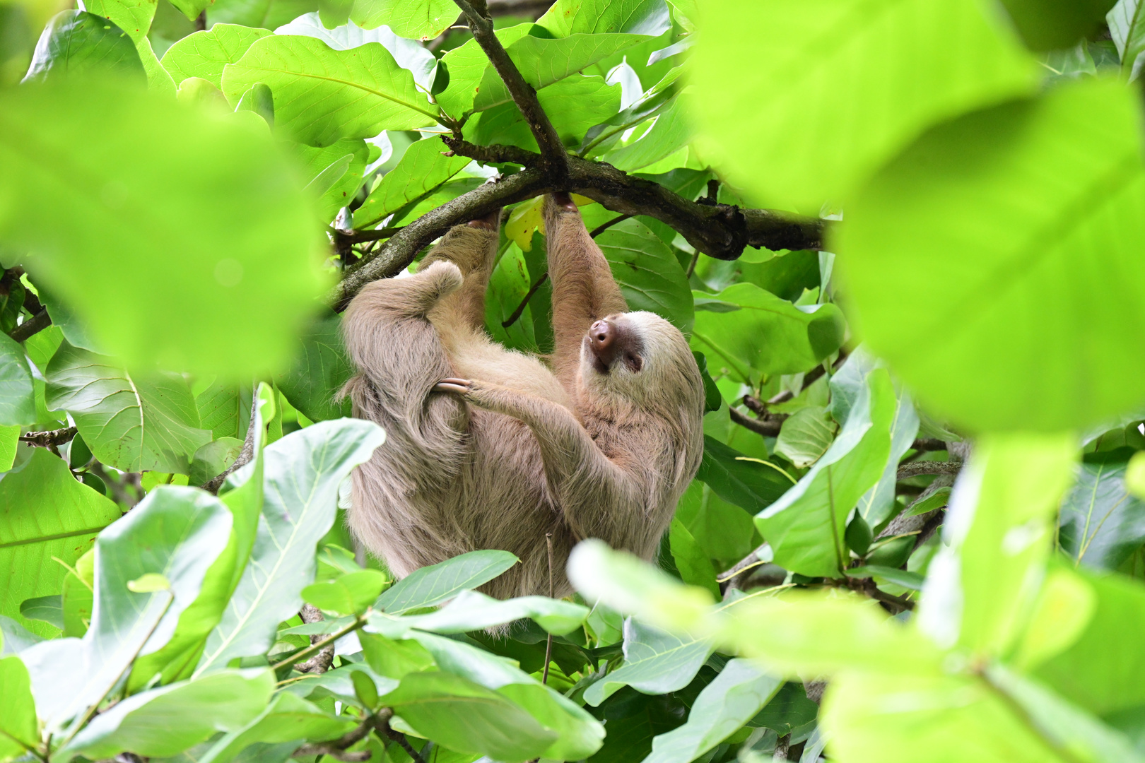 Zweizehen-Faultier in Puerto Viejo, Costa Rica