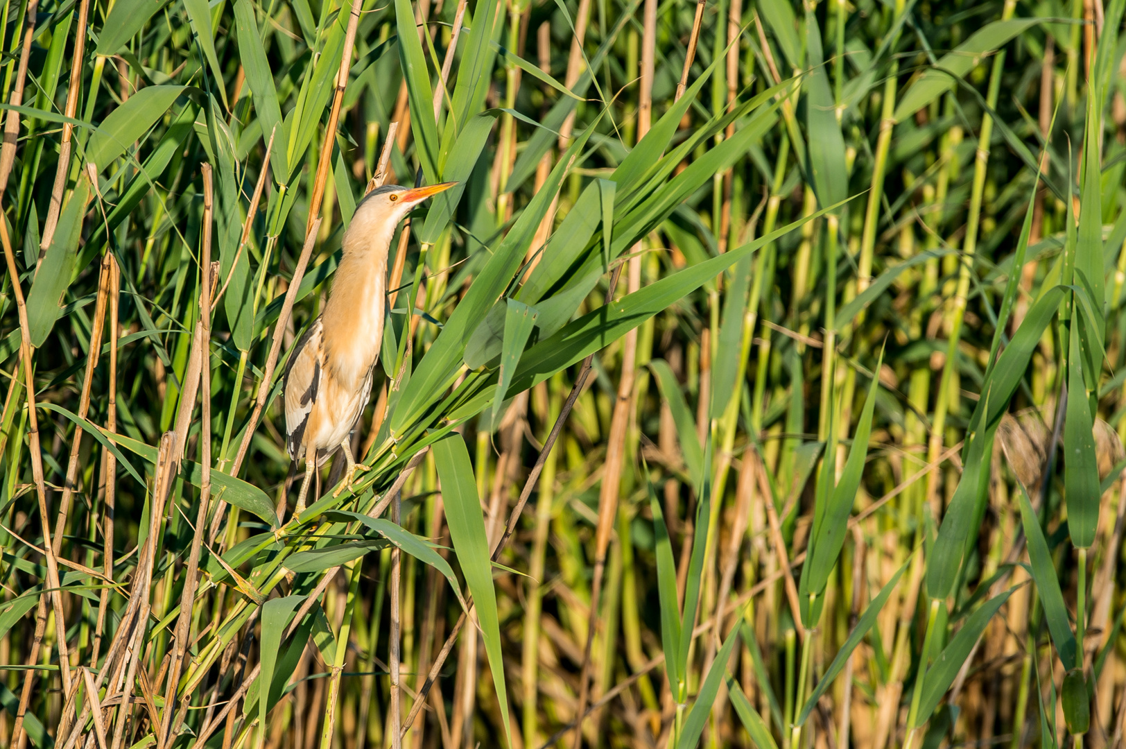 Zwerdommelmännchen