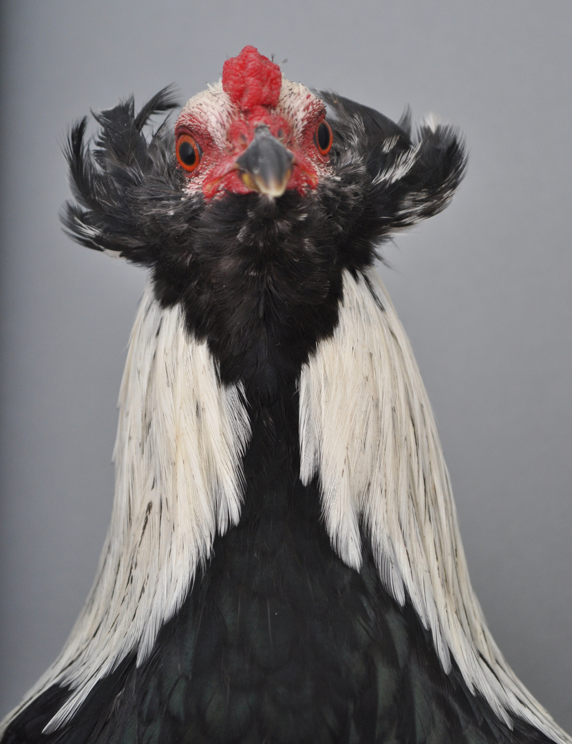 Zwerg-Araucana silberhalsig