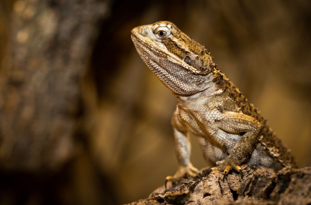 Zwerg Bartagame Foto & Bild - Zwerg Bartagame 79D4335e AaeD 4449 9446 Ffb6ab8b2777