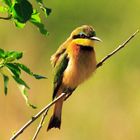 Zwerg-Bienenfresser (little Bee-Eater)