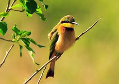 Zwerg-Bienenfresser (little Bee-Eater)