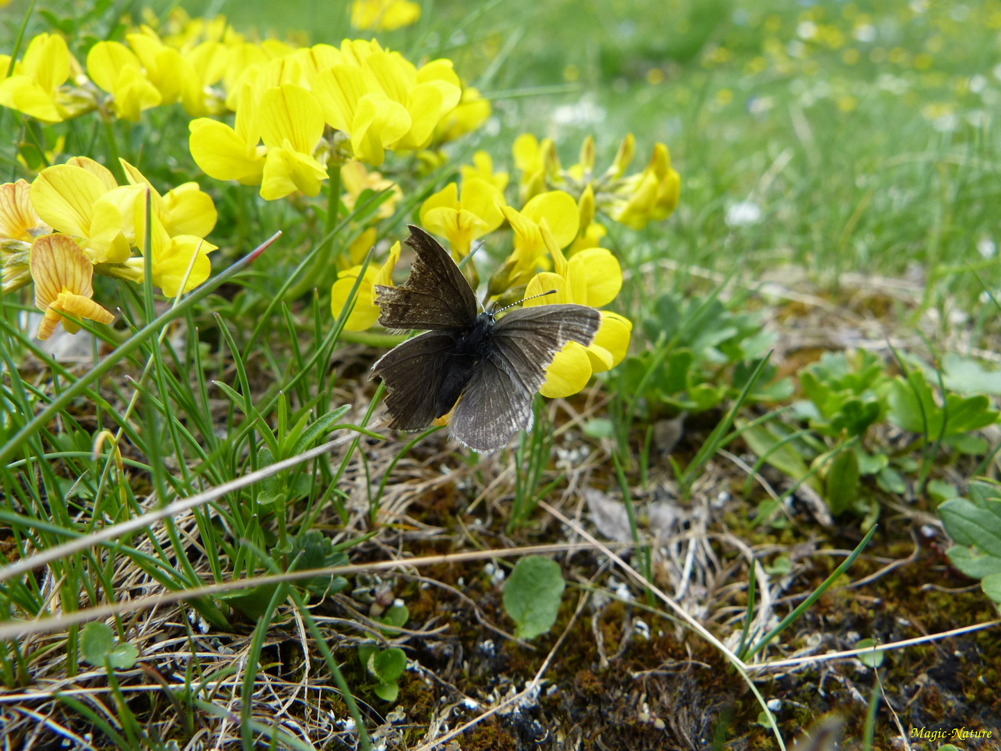 Zwerg-Bläuling (Cupido minimus) 