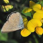 Zwerg-Bläuling  (Cupido minimus) Weibchen