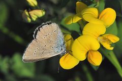 Zwerg-Bläuling  (Cupido minimus) Weibchen