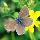 Zwerg-Bläuling  (Cupido minimus) Weibchen