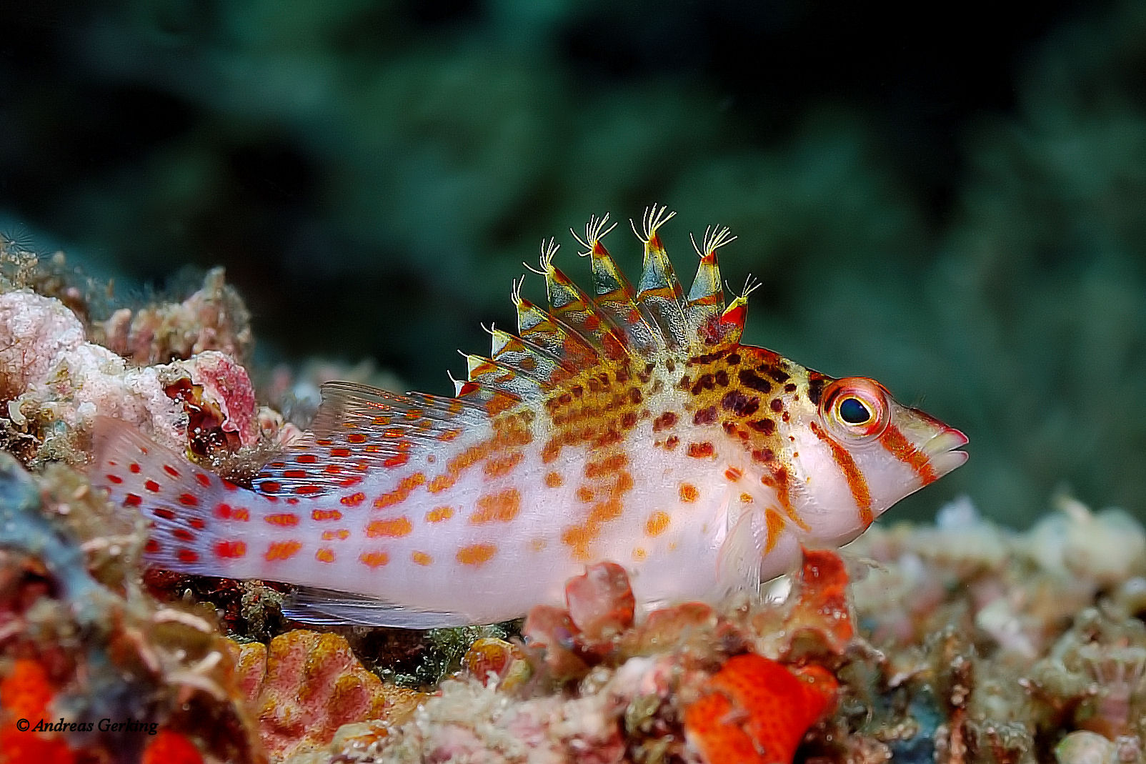 Zwerg-Büschelbarsch - Cirrhitichthys falco